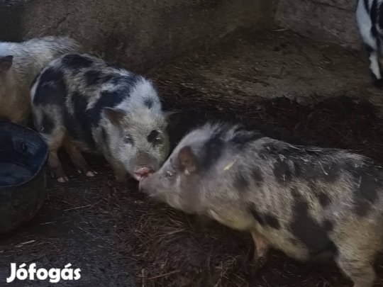 Vietnámi süldők eladók