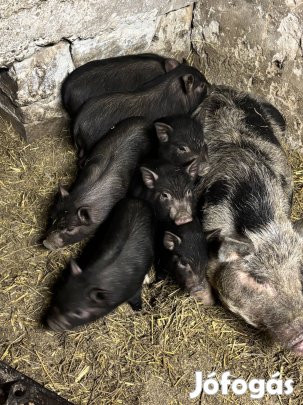 Vietnami vadiszno keverék