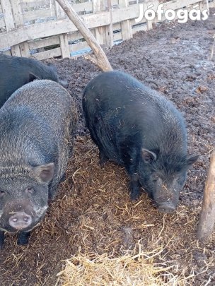 Vietnámiak eladók vagy csere