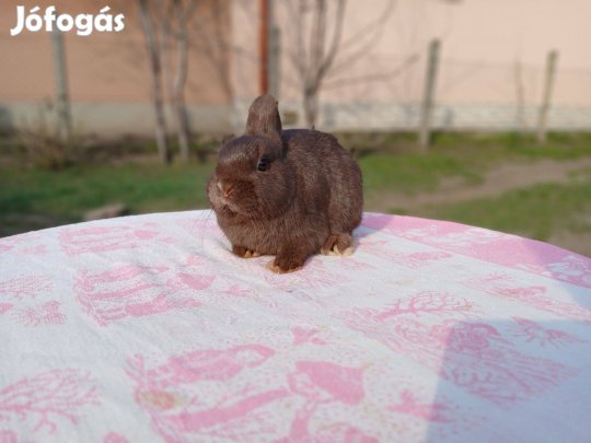 Vihető korú Chocolate Színes "holland" törpenyúl / nyúl nyúl / nyúl