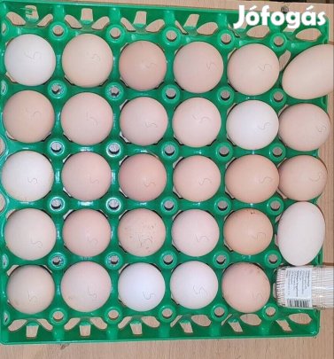 Világos Sussex keltetőtojás