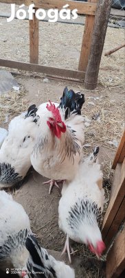 Világos Sussex keltetőtojás