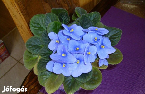 Világos lila fokföldi ibolya 5 db