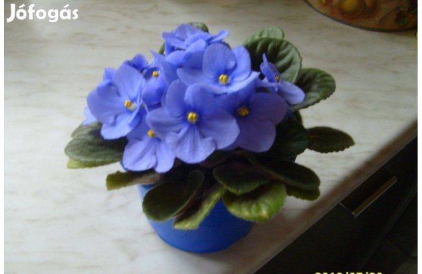 Világos lila fokföldi ibolya 8 db