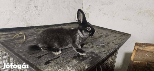 Világos nagy ezüst nyuszik