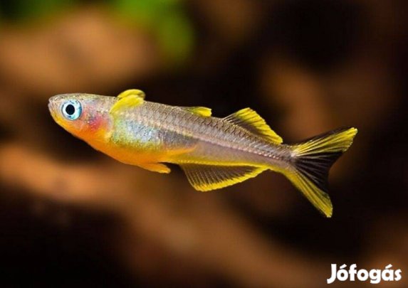 Villásfarkú kalászhal