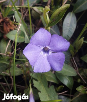 Vinca minor Kis télizöld kék virágú sziklakerti talajtakaró