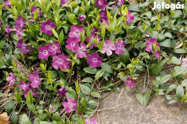 Vinca minor Kis télizöld lila virágú talajtakaró örökzöld