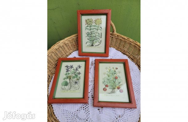 Vintage botanika képek