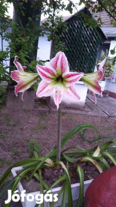 Virág és virágtartók eladók