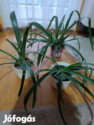 Virág helyhiány miatt eladó