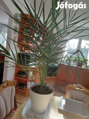 Virág szoba növény 