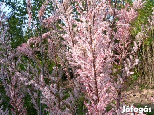 Virágos cserjék, és talajtakarók eladók