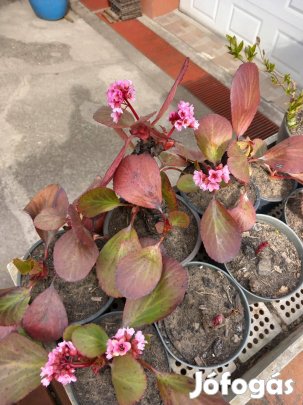 Virágos kerti évelő növények bőrlevél