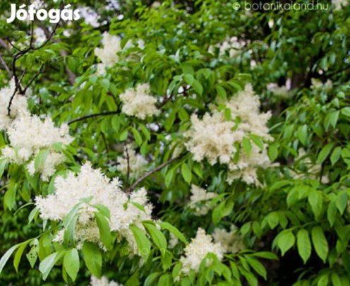 Virágos kőris csemete