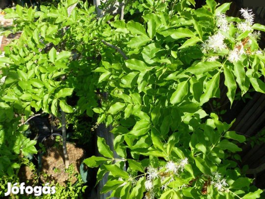 Virágos kőris konténeres fa