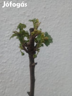 Virágos ribizli földlabdásan