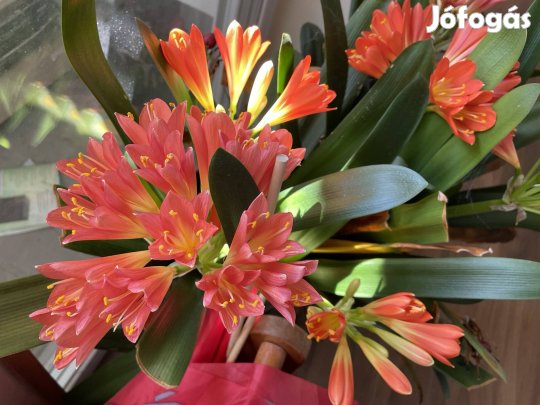 Virágzó Clivia nagy cserépben, több töves virág