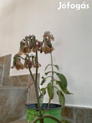 Virágzó Pozsgás szobanövény 3 db együtt eladó