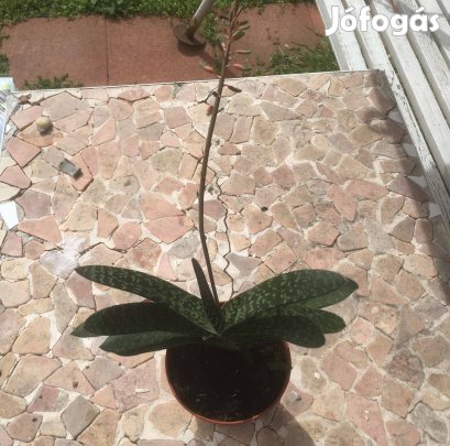 Virágzó Tigrisaloe