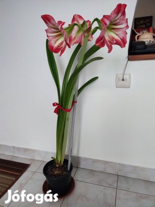 Virágzó amaryllis
