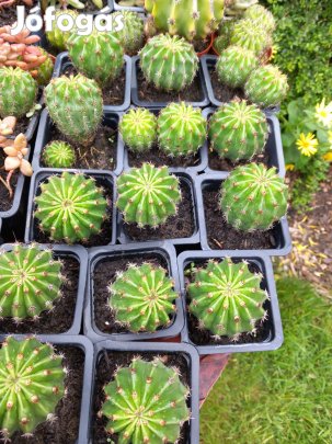 Virágzó képes gömbkaktusz két méretbe