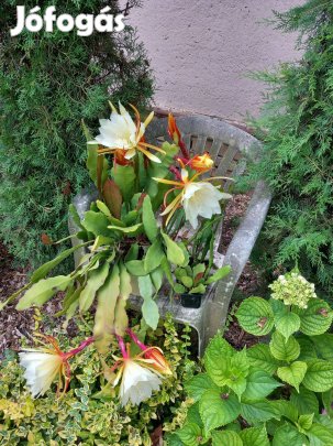 Virágzó képes levélkaktusz sárga virágú