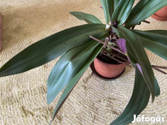 Virágzó lándzsalevél szobanövény