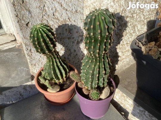 Virágzó oszlopkaktusz