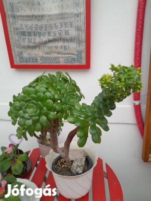 Virágzó szoba-kerti növény