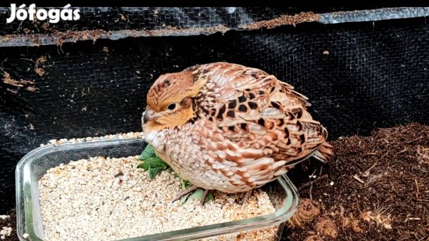 Virginiai fogasfürj 