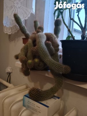 Virsli kaktusz eladó