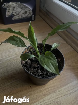 Vitorla virág eladó