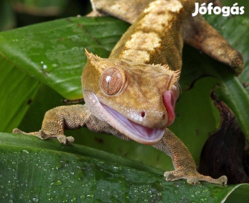Vitorlás Gekkó Kezdőcsomag