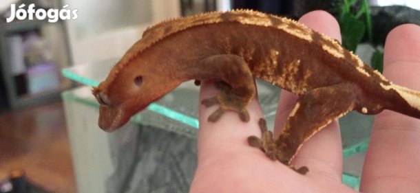 Vitorlás gekkók