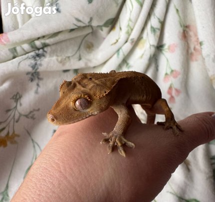 Vitorlás gekkók