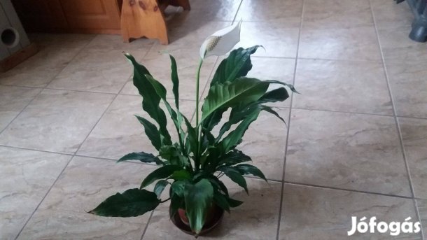 Vitorlavirág eladó