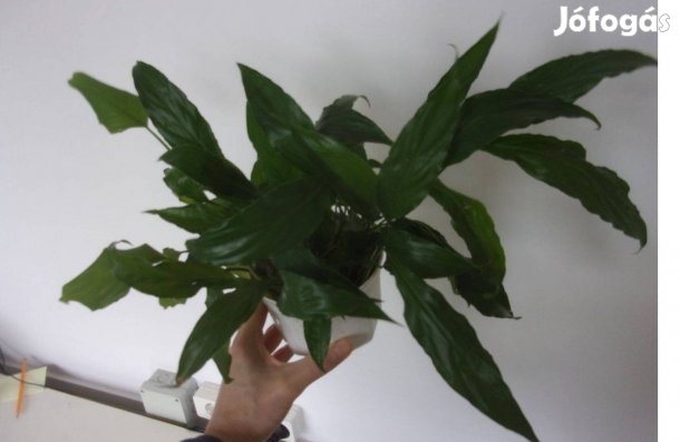 Vitorlavirág gyökeres tövek Újpest központ közelében