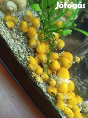 Vízi Alma Csiga eladó