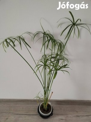 Vízi pálma 75 cm magas 