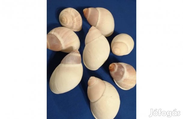 Vízicsiga ház BIG fehér 8 db egyben eladó!