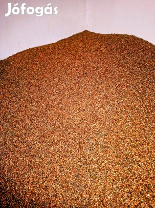 Vörös cirok (es shamal)