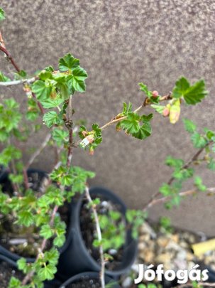 Vörös egres (piszke) bokor cserépben erős, gyökeres kb.20-30cm