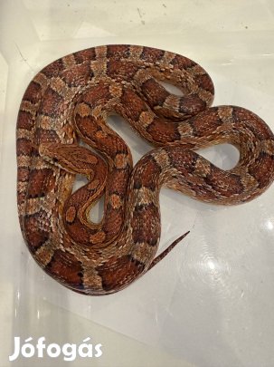 Vörös gabonasikló