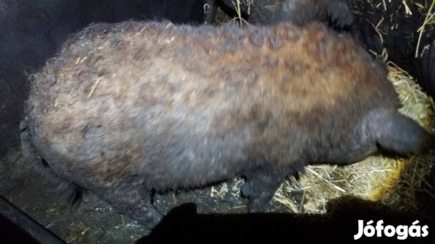 Vörös mangalica hízok