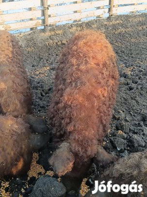 Vörös mangalica kannal búgatást vállalok