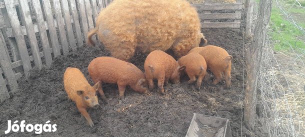 Vörös mangalica malacok