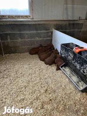 Vörös mangalica x Durok malacok eladóak