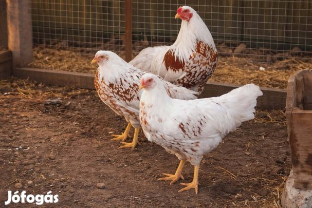Vörös-nyerges Yokohama tojások eladók.