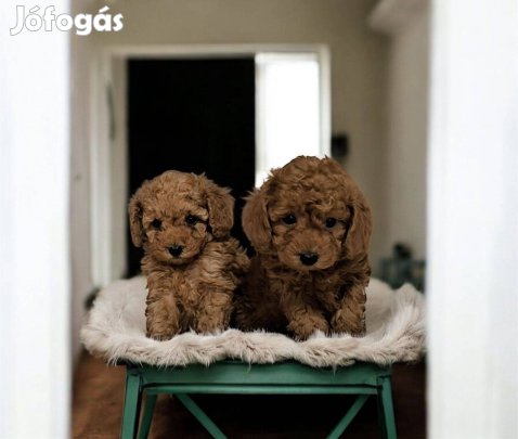 Vörös színű fajtatiszta jellegű törpe kislány uszkárok